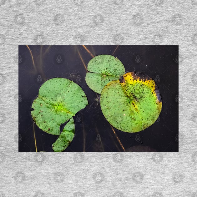 Freckled Water Lillies Photograph by love-fi